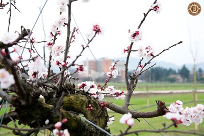 Giardino campagna (foto di Paola Luciani)