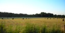 Campo di grano