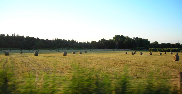 Campo di grano