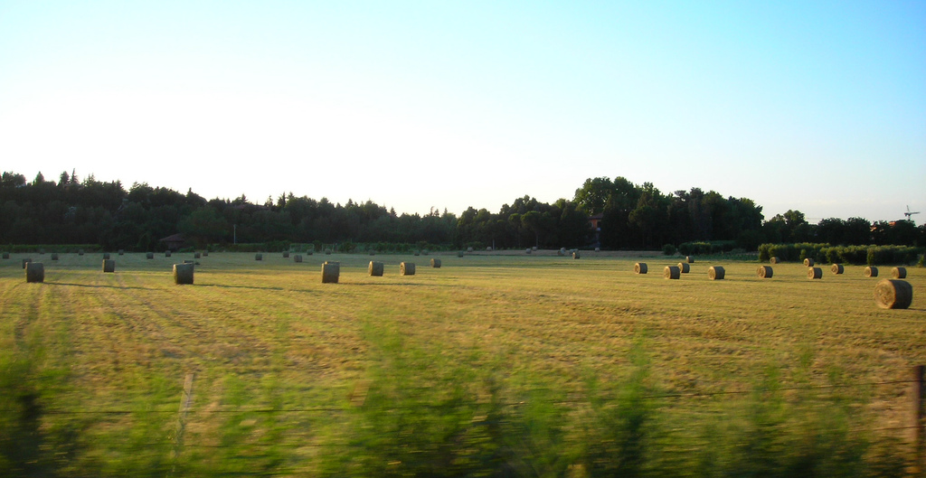 Campo di grano