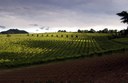 Vigna panorama