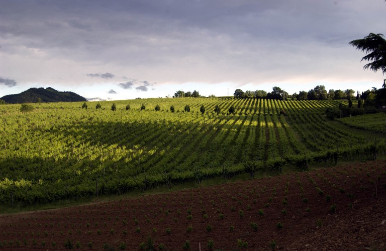 Vigna panorama