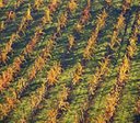 vigna - tile