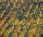 vigna - tile