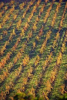 Vigna