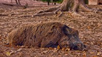 Peste Suina Africana. Numero per le segnalazione di ritroivamento carcasse di cinghiali