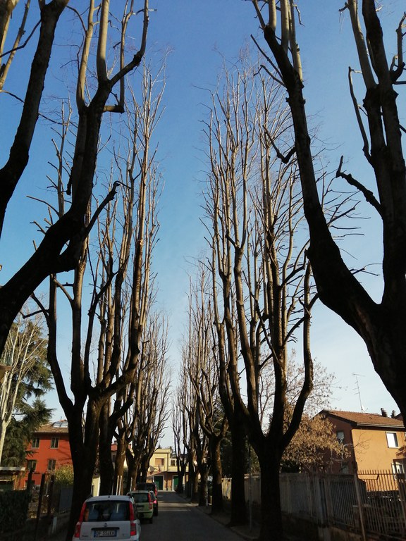 Viale Solmi.jpg